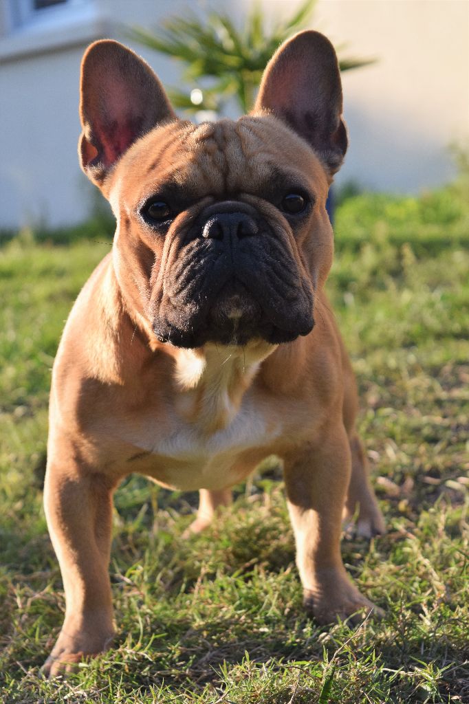 Majestor loh ramsès Du Domaine De Lotuline