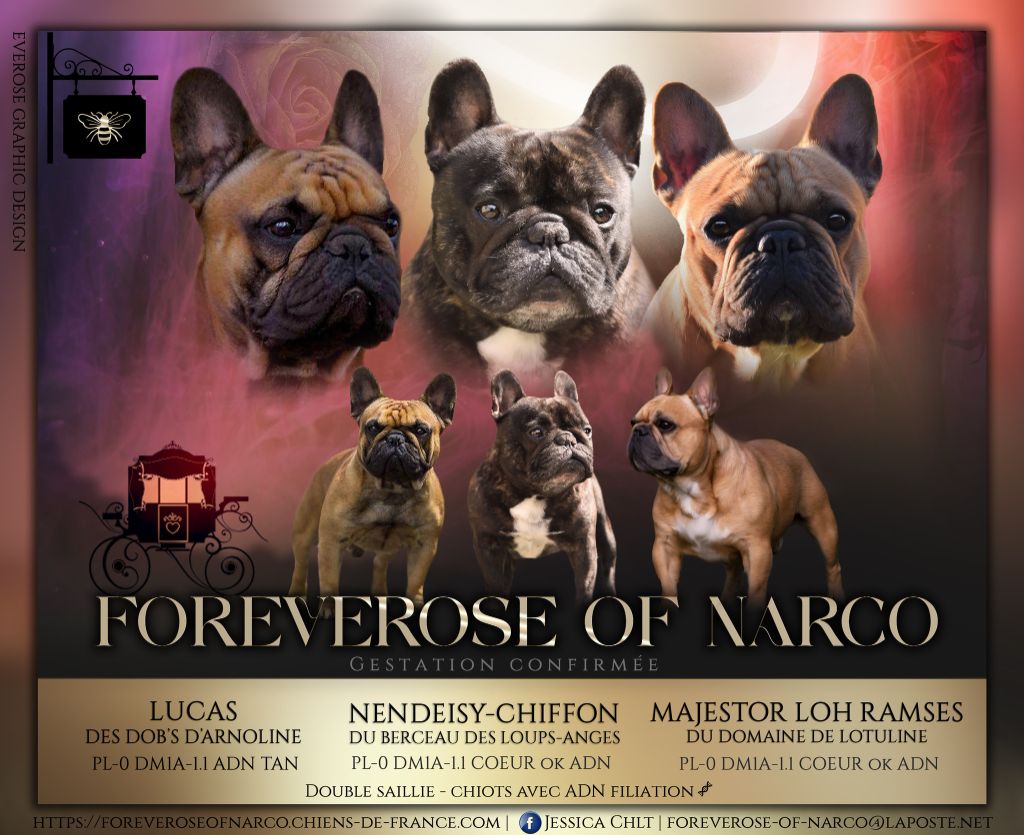 chiot Bouledogue français Foreverose Of Narco