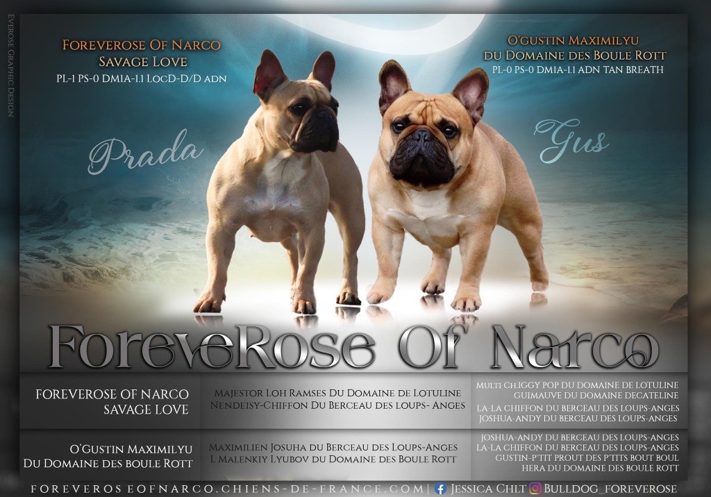 chiot Bouledogue français Foreverose Of Narco