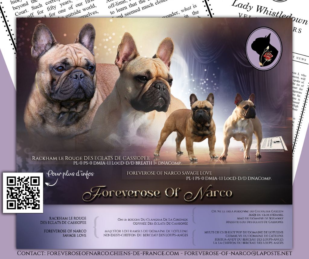 chiot Bouledogue français Foreverose Of Narco