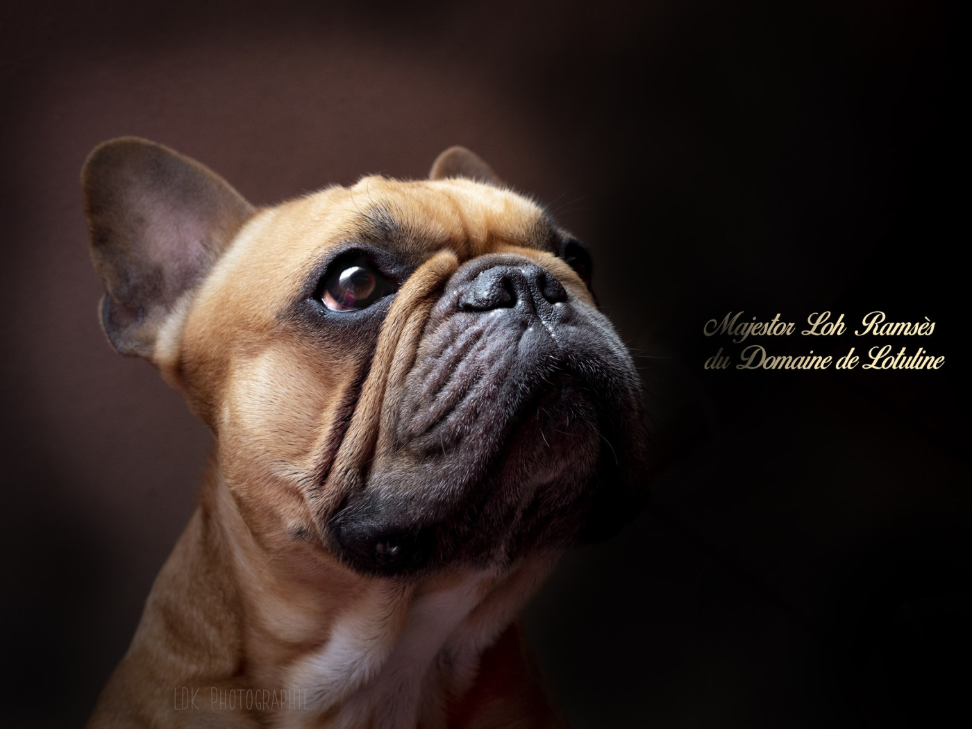 Majestor loh ramsès Du Domaine De Lotuline