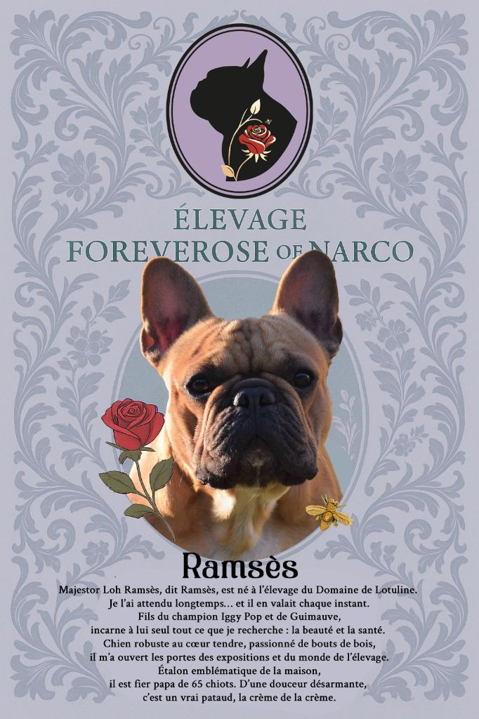 Majestor loh ramsès Du Domaine De Lotuline