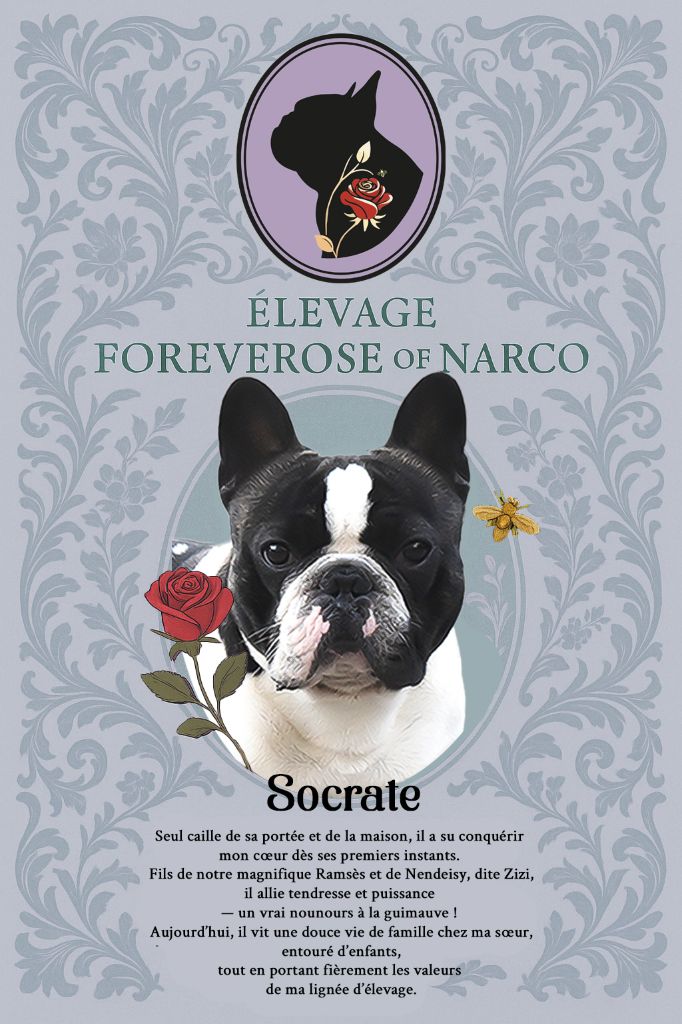 Foreverose Of Narco Socrate