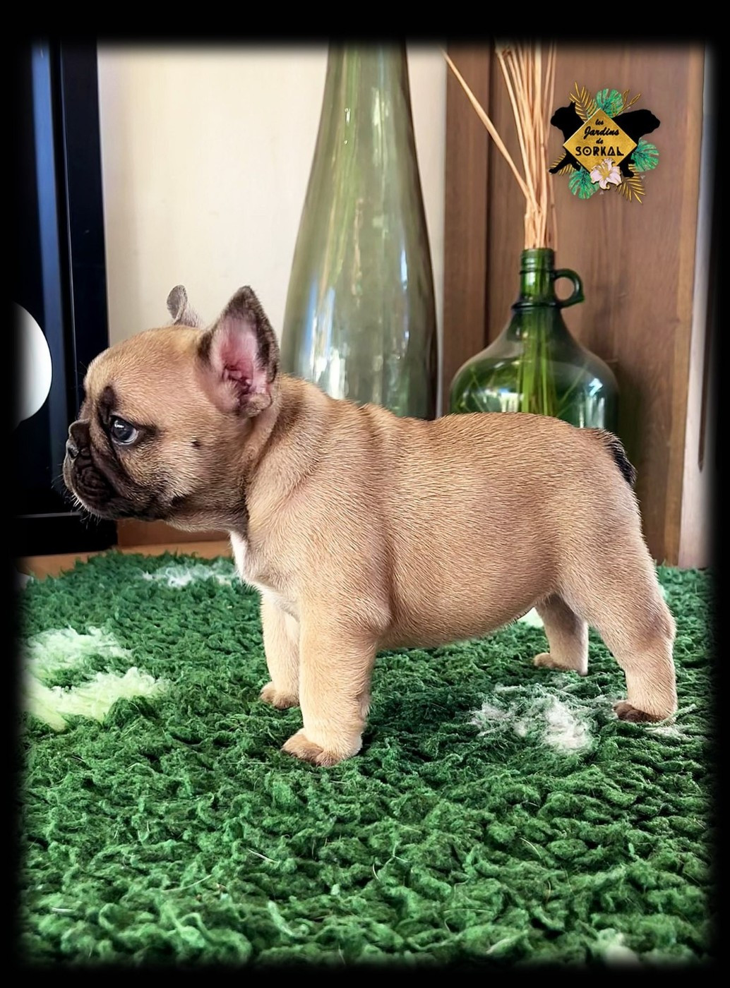 Amarantha Lilith Panthera Des Jardins De Sorkal