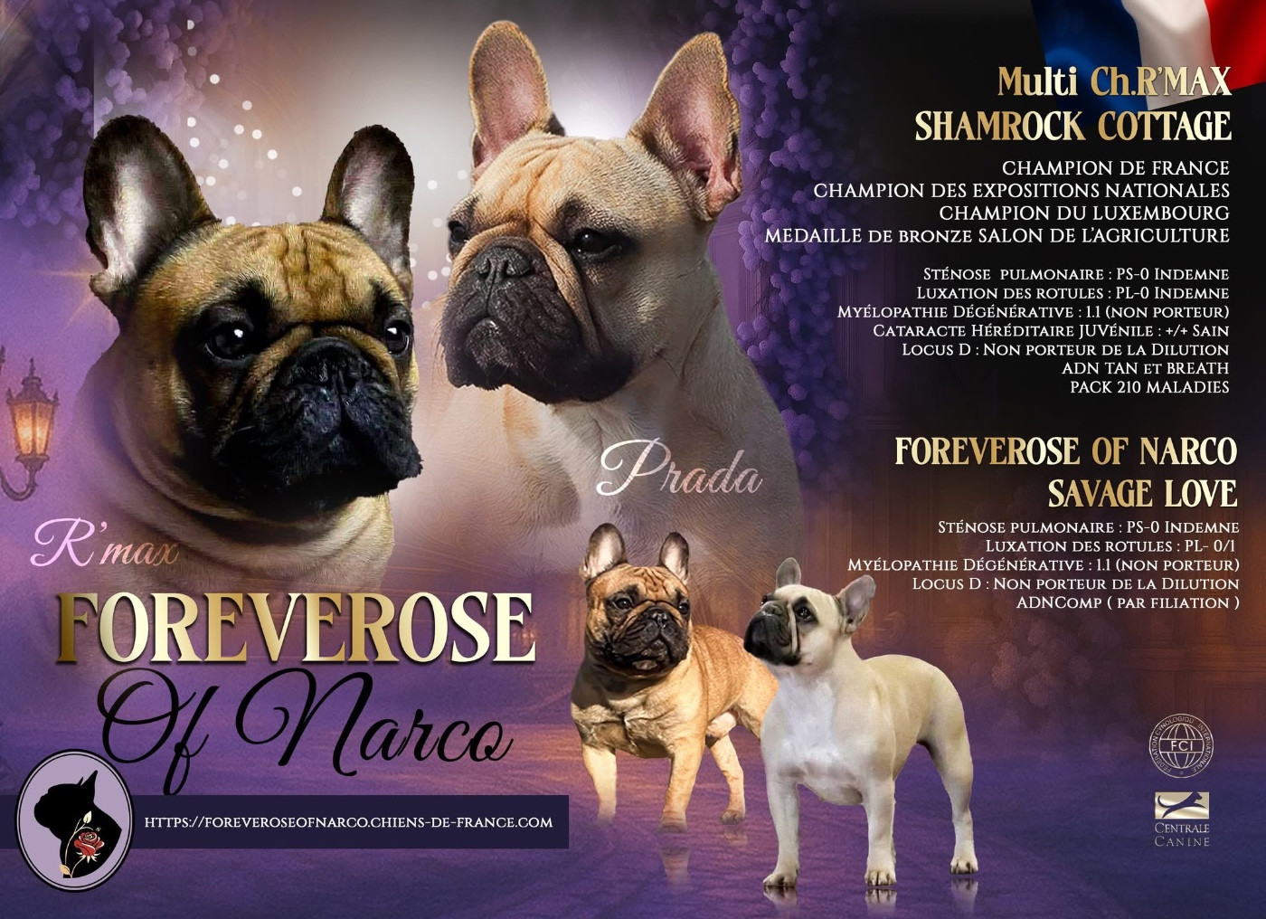 Chiot Bouledogue français Foreverose Of Narco