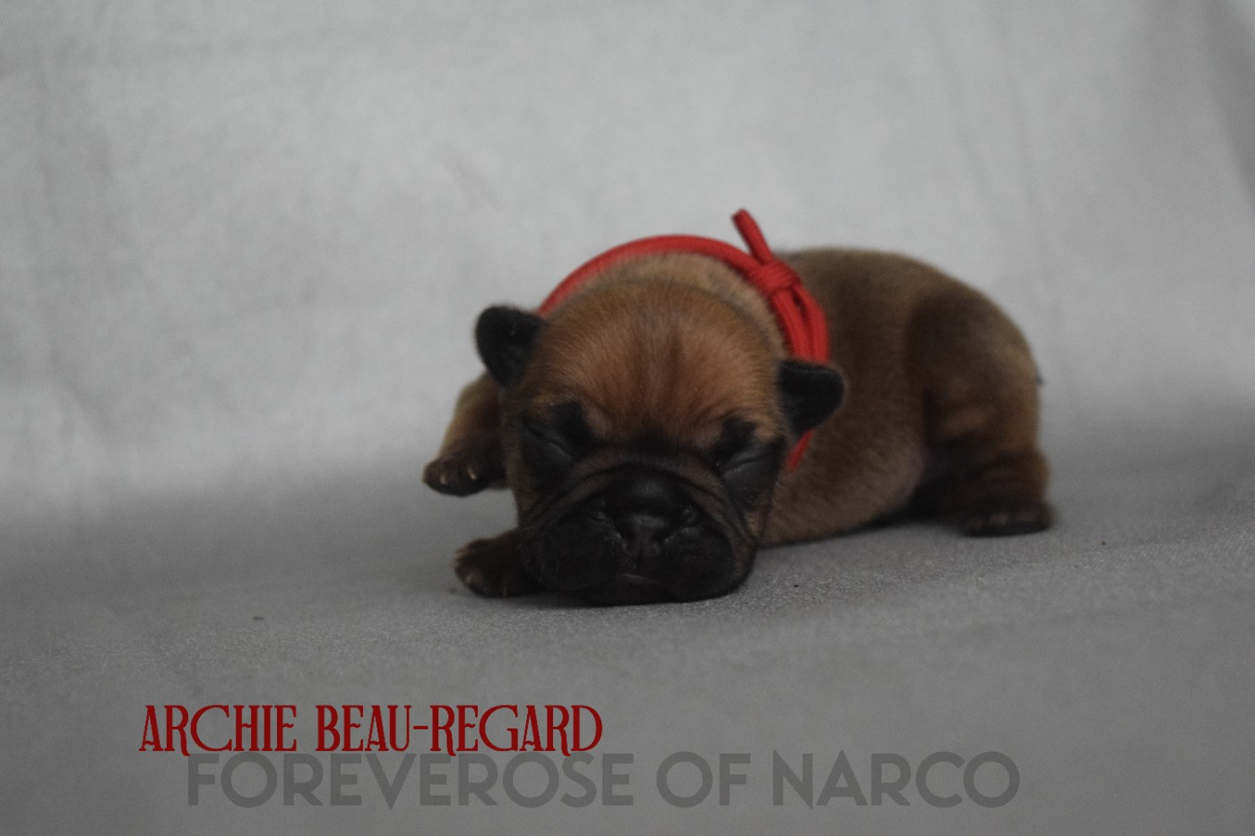 Foreverose Of Narco - Chiots disponibles - Bouledogue français