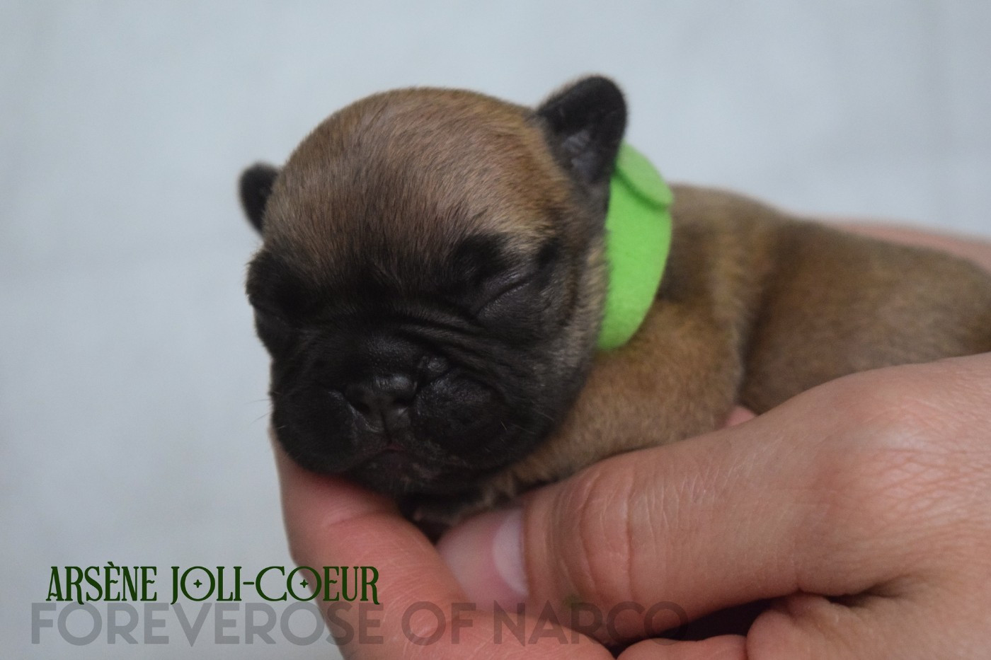 Foreverose Of Narco - Chiots disponibles - Bouledogue français
