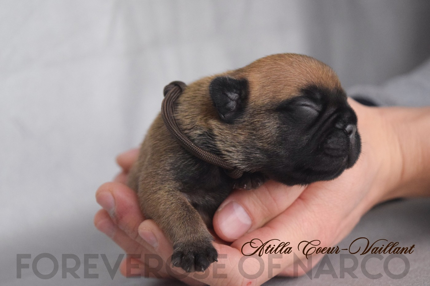 Foreverose Of Narco - Chiots disponibles - Bouledogue français