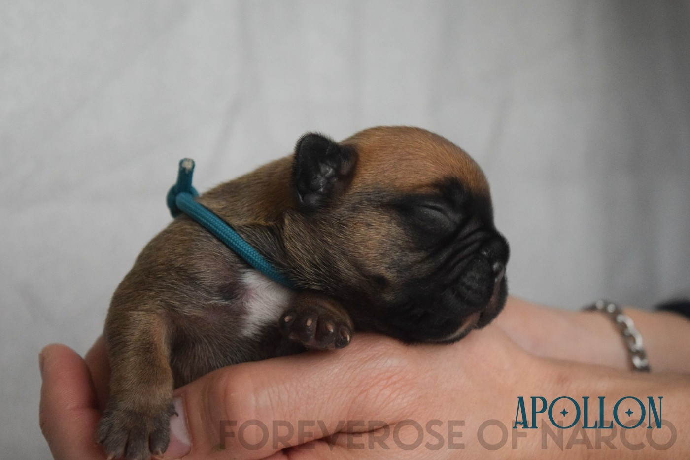 Foreverose Of Narco - Chiots disponibles - Bouledogue français