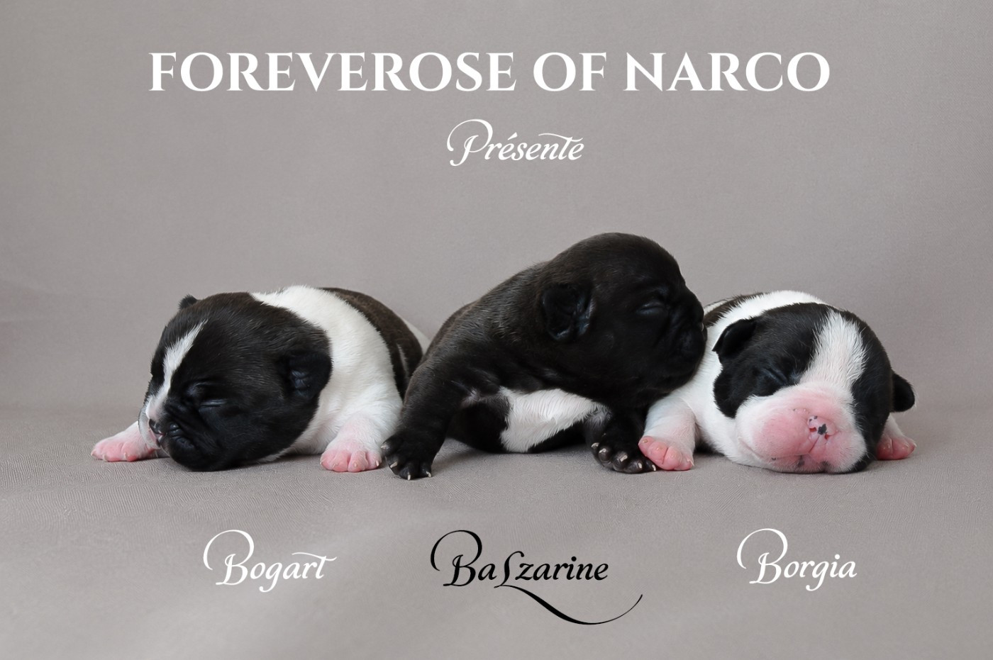 Foreverose Of Narco - Chiots disponibles - Bouledogue français
