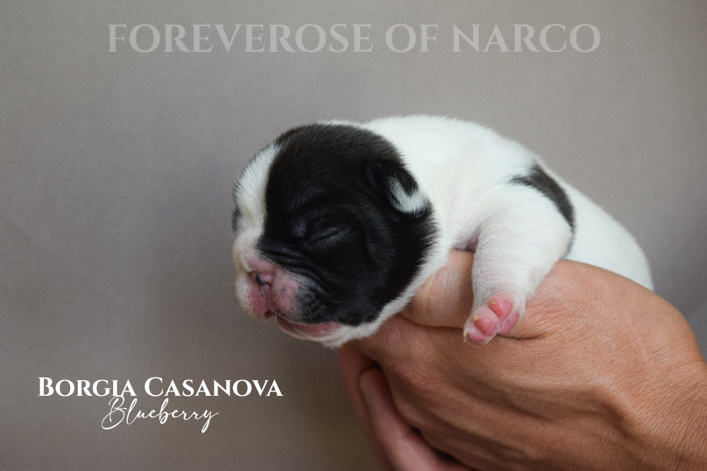 Foreverose Of Narco - Chiots disponibles - Bouledogue français