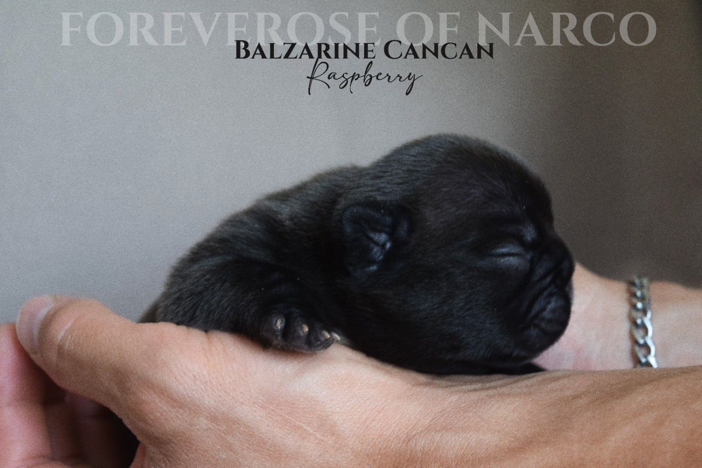 Foreverose Of Narco - Chiots disponibles - Bouledogue français