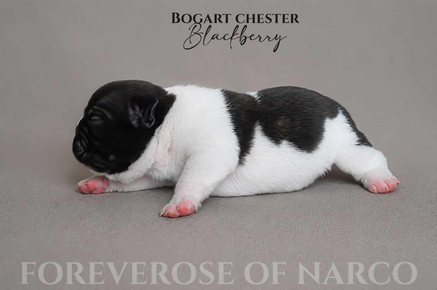 Foreverose Of Narco - Chiots disponibles - Bouledogue français