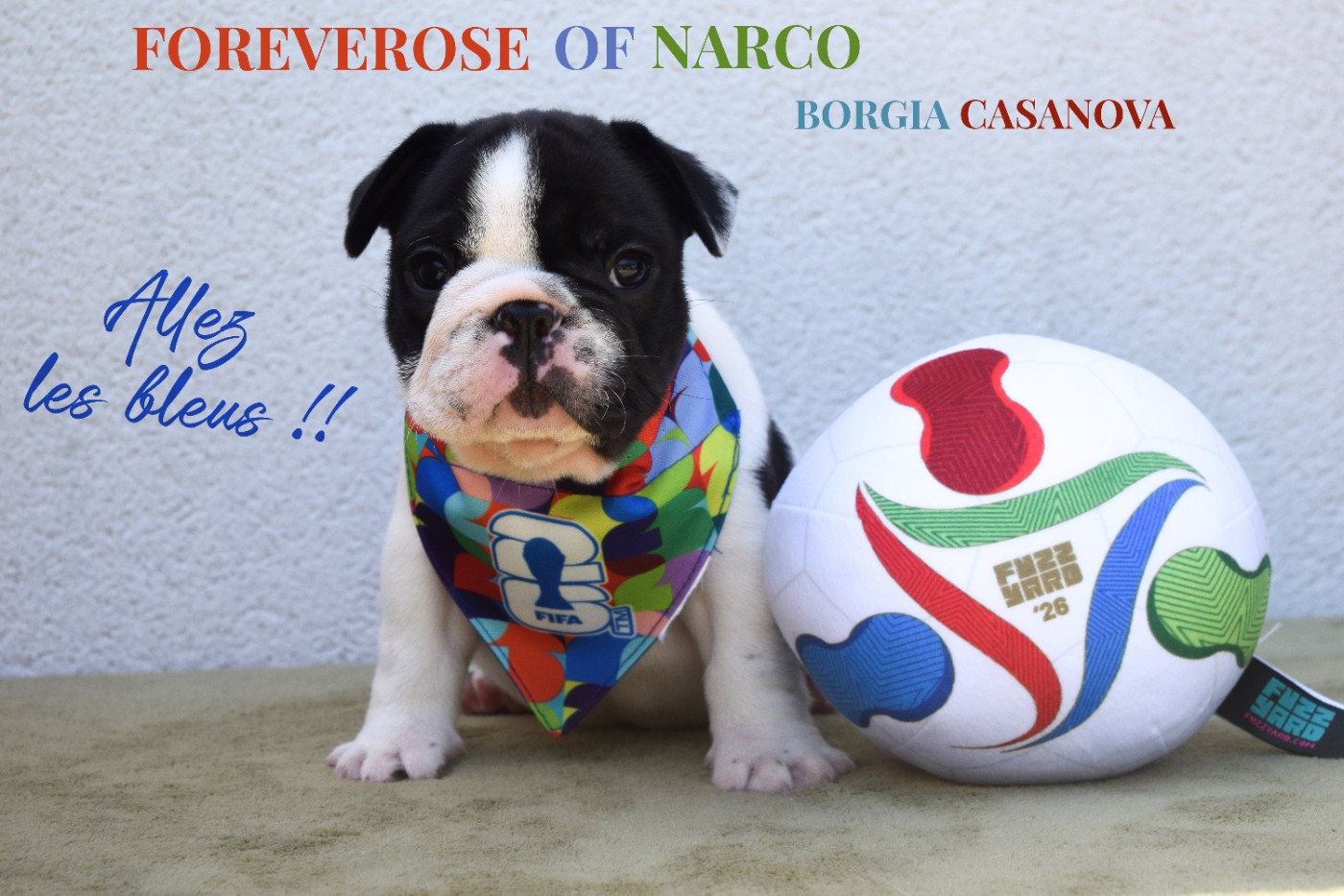 Foreverose Of Narco - Chiots disponibles - Bouledogue français