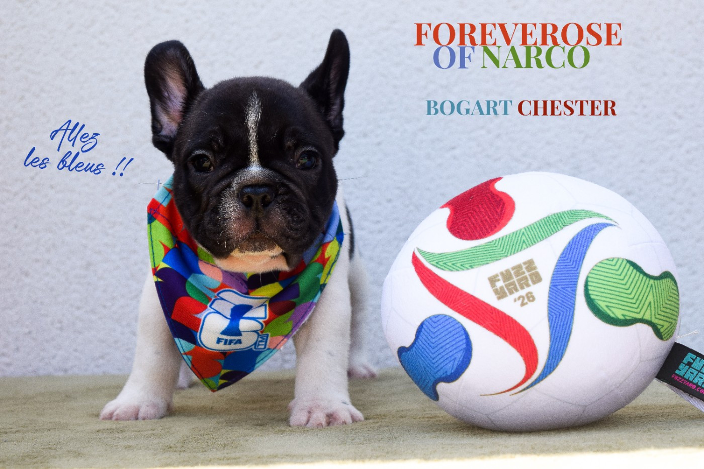 Foreverose Of Narco - Chiots disponibles - Bouledogue français