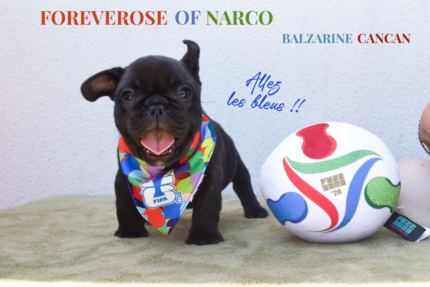 Foreverose Of Narco - Chiots disponibles - Bouledogue français