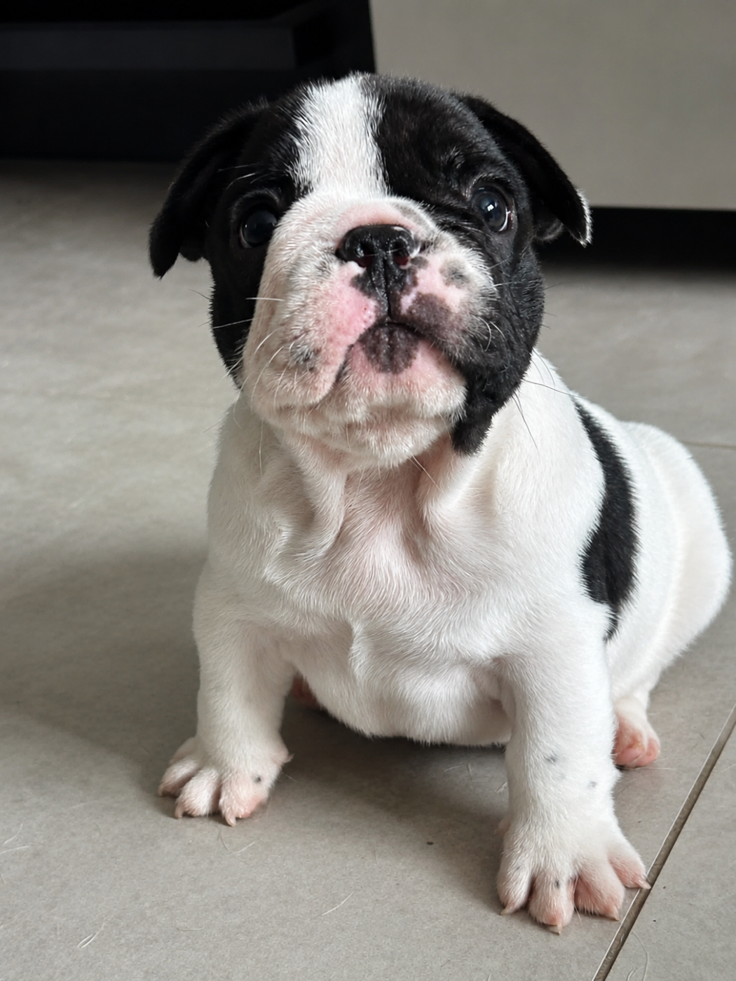 Foreverose Of Narco - Chiots disponibles - Bouledogue français